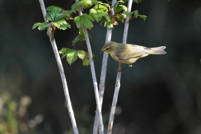 Fitis / Willow Warbler (HBN-hut Lemele)