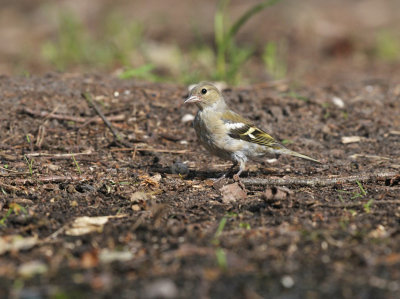 Vink / Finch (HBN-hut Lemele)
