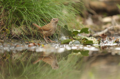 Winterkoning / Winter Wren (HBN-hut Lemele)