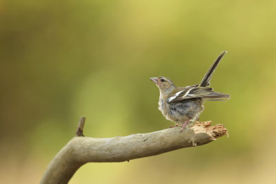 Vink / Finch (HBN-hut Lemele)