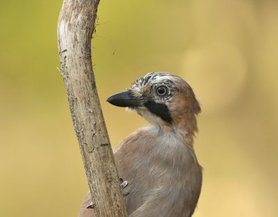 Gaai / Eurasian Jay (HBN-hut Lemele)