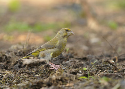 Groenling / European Greenfinch (HBN-hut Lemele)