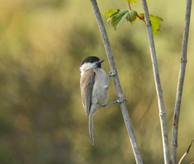 Matkop / Northern Willow Tit (HBN-hut Lemele)