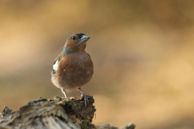 Vink / Finch (HBN-hut Lemele)