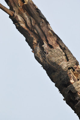 Boomkruiper / Short-toed Treecreeper (HBN-hut7 Lemele)