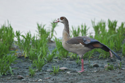 Nijlgans / Egyptian Goose (Oelermars - Losser)
