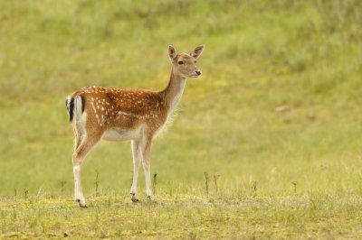 DSC_1552 (AWD)