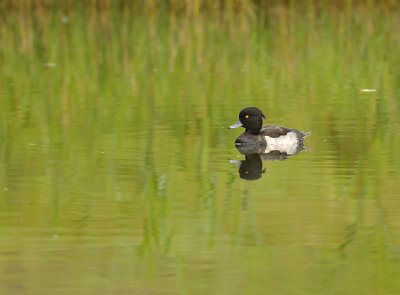 Kuifeend / Tufted Duck (de Starrevaart)