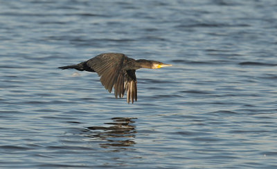 Aalscholver / Great Cormorant (de Starrevaart)