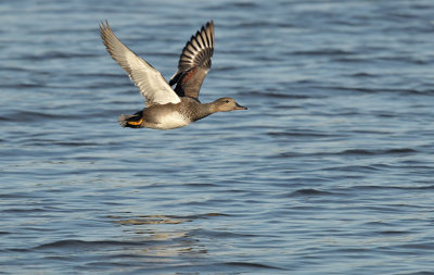 Krakeend / Gadwall (de Starrevaart)