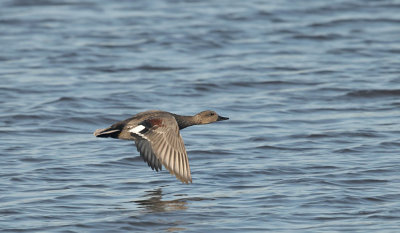 Krakeend / Gadwall (de Starrevaart)