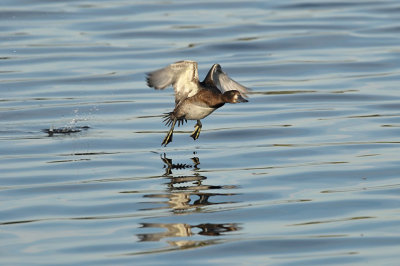 DSC_1774 (de Starrevaart)