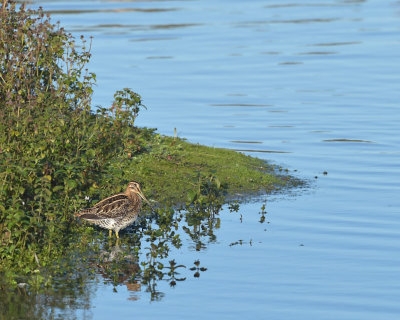 Watersnip / Common Snipe (de Oelemars)