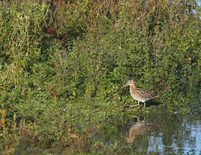 Watersnip / Common Snipe (de Oelemars)