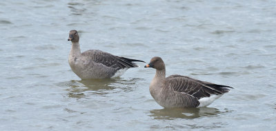 Toendra Rietgans / Tundra Bean Goose (de Oelemars)