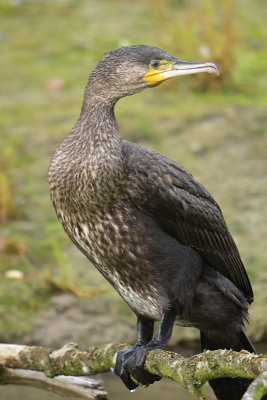 Aalscholver / Great Cormorant (de Oelemars)