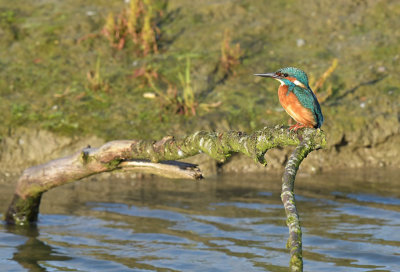 Ijsvogel / Common Kingfisher (de Oelemars)