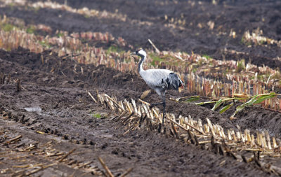 Kraanvogel / Common Crane (Diepholz)