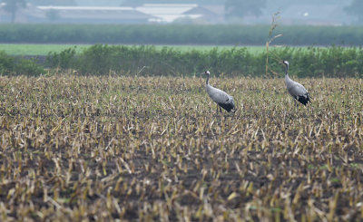 Kraanvogel / Common Crane (Diepholz)