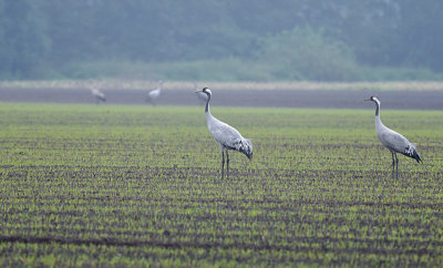 Kraanvogel / Common Crane (Diepholz)