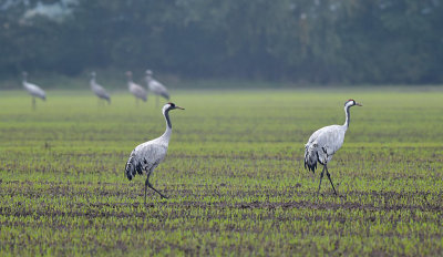 Kraanvogel / Common Crane (Diepholz)