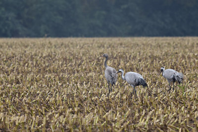 Kraanvogel / Common Crane (Diepholz)