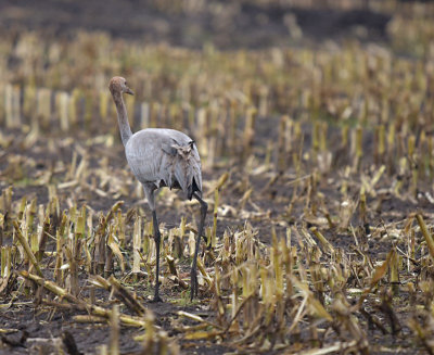 Kraanvogel / Common Crane (Diepholz)