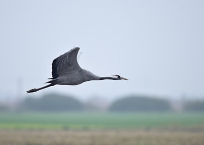 Kraanvogel / Common Crane (Diepholz)