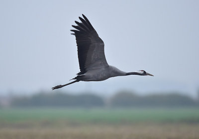 Kraanvogel / Common Crane (Diepholz)