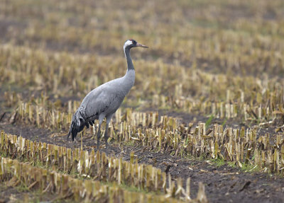 Kraanvogel / Common Crane (Diepholz)