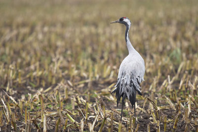 Kraanvogel / Common Crane (Diepholz)