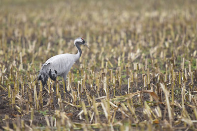 Kraanvogel / Common Crane (Diepholz)