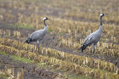 Kraanvogel / Common Crane (Diepholz)