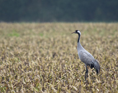 Kraanvogel / Common Crane (Diepholz)