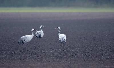 Kraanvogel / Common Crane (Diepholz)