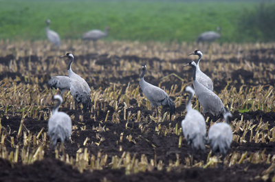 Kraanvogel / Common Crane (Diepholz)