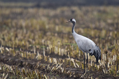 Kraanvogel / Common Crane (Diepholz)