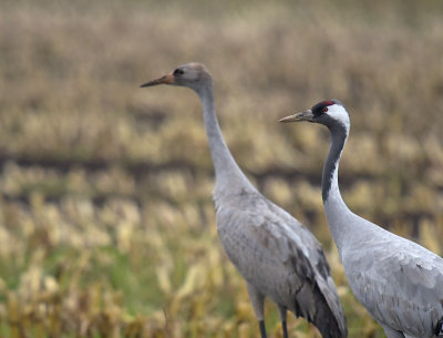 Kraanvogel / Common Crane (Diepholz)