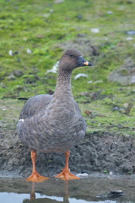 Toendra Rietgans / Tundra Bean Goose (de Oelemars)