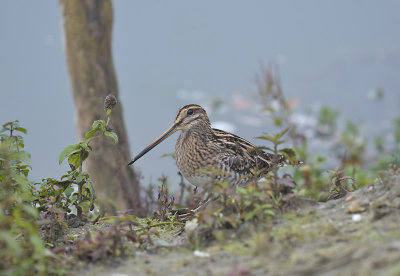 Watersnip / Common Snipe (de Oelemars)