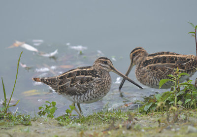Watersnip / Common Snipe (de Oelemars)