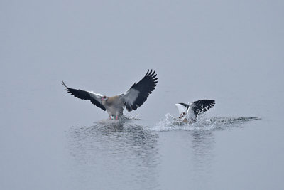 Nijlgans - Egyptian Goose (de Oelemars)