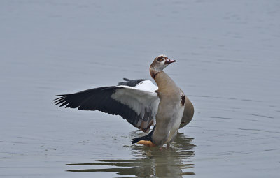 Nijlgans - Egyptian Goose (de Oelemars)