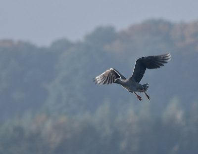 Toendra Rietgans - Tundra Bean Goose (de Oelemars)
