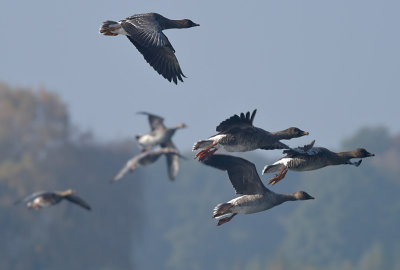 Toendra Rietgans / Tundra Bean Goose (de Oelemars)