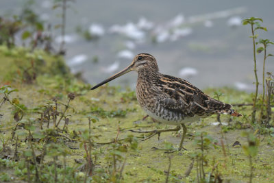 Watersnip / Common Snipe (de Oelemars)