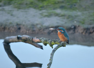 Ijsvogel / Common Kingfisher (de Oelemars)