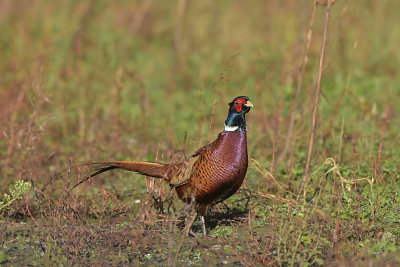 Fazant / Common Pheasant (de Oelemars)
