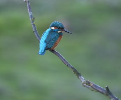 Ijsvogel / Common Kingfisher (de Oelemars)