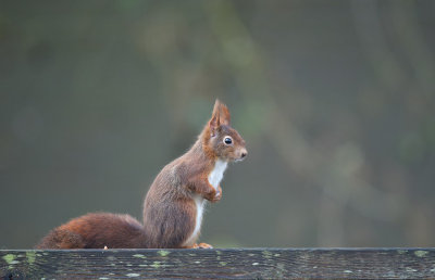 Eekhoorn / Squirrel (Eigen tuin / Own garden